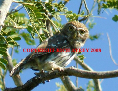 Flamulated Pygmy Owl